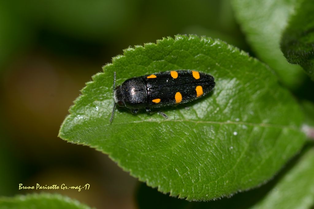 Buprestidae da ID: Ptosima undecimmaculata